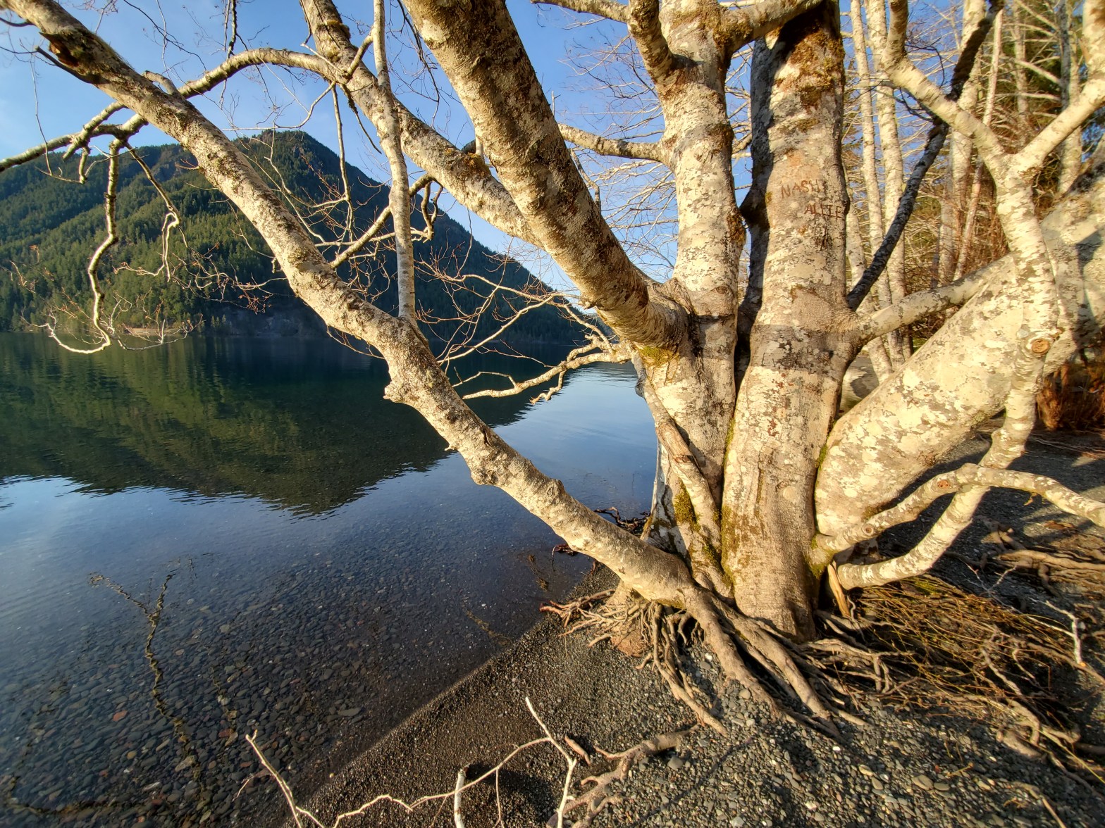 Photographs of a large alder tree on Lake Crescent with the sunset. Links included to the poem as well as Tulip Tree Press.